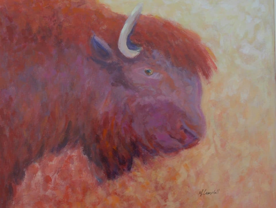 Bison Or Buffalo
